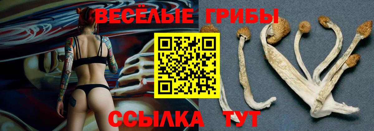 Псилоцибиновые грибы Psilocybine cubensis  дарнет шоп  Котлас  Вход с VPN  Галлюциногенные грибы GOLDEN TEACHER 