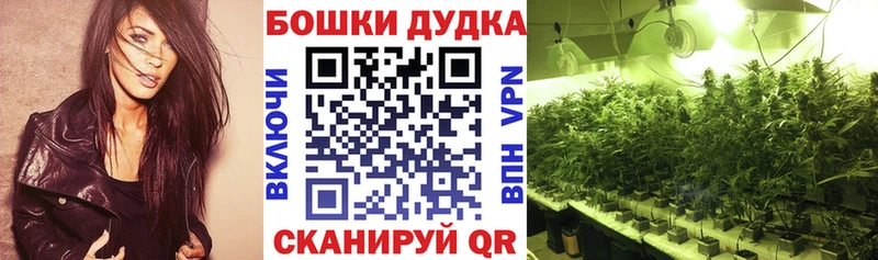 закладка  Котлас  Бошки Шишки сатива 